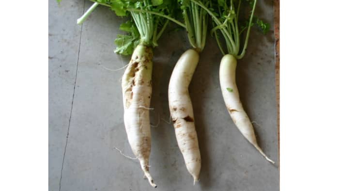 Tuber portion of the radish plant.